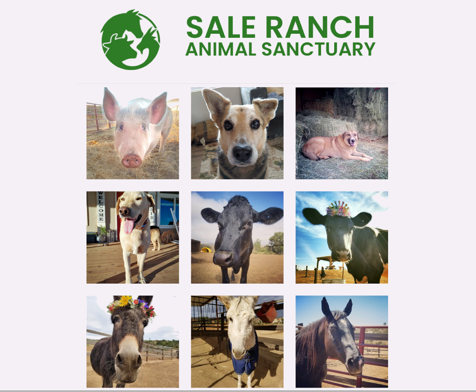 Visit Sale Ranch Sanctuary