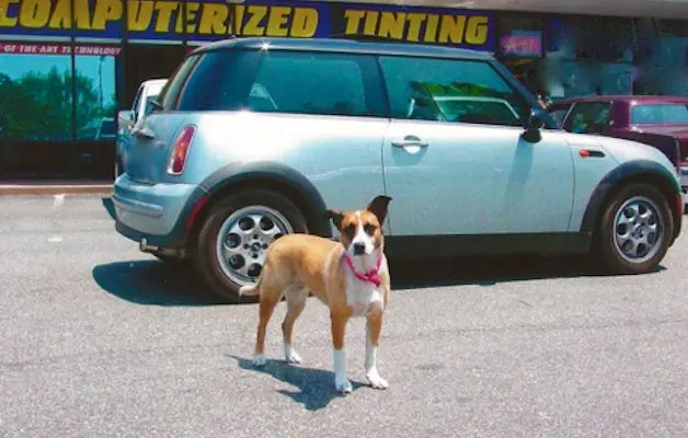 Bambi wearing a pink bandana in front of a silver Mini outside the window tinting shop.