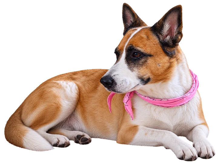 Bambi lying down in her pink bandana, looking to the left