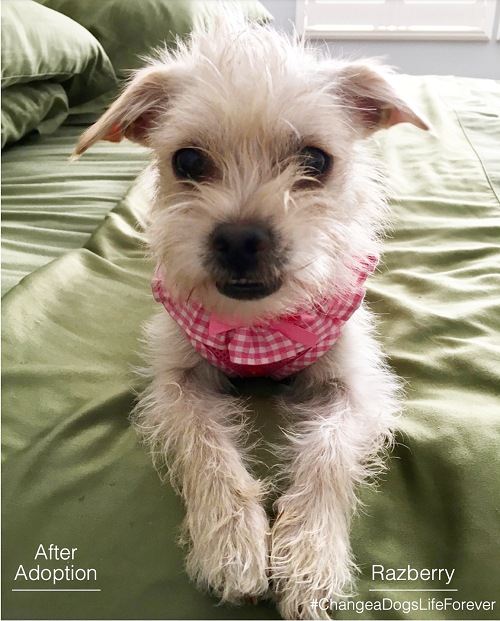 After Adoption